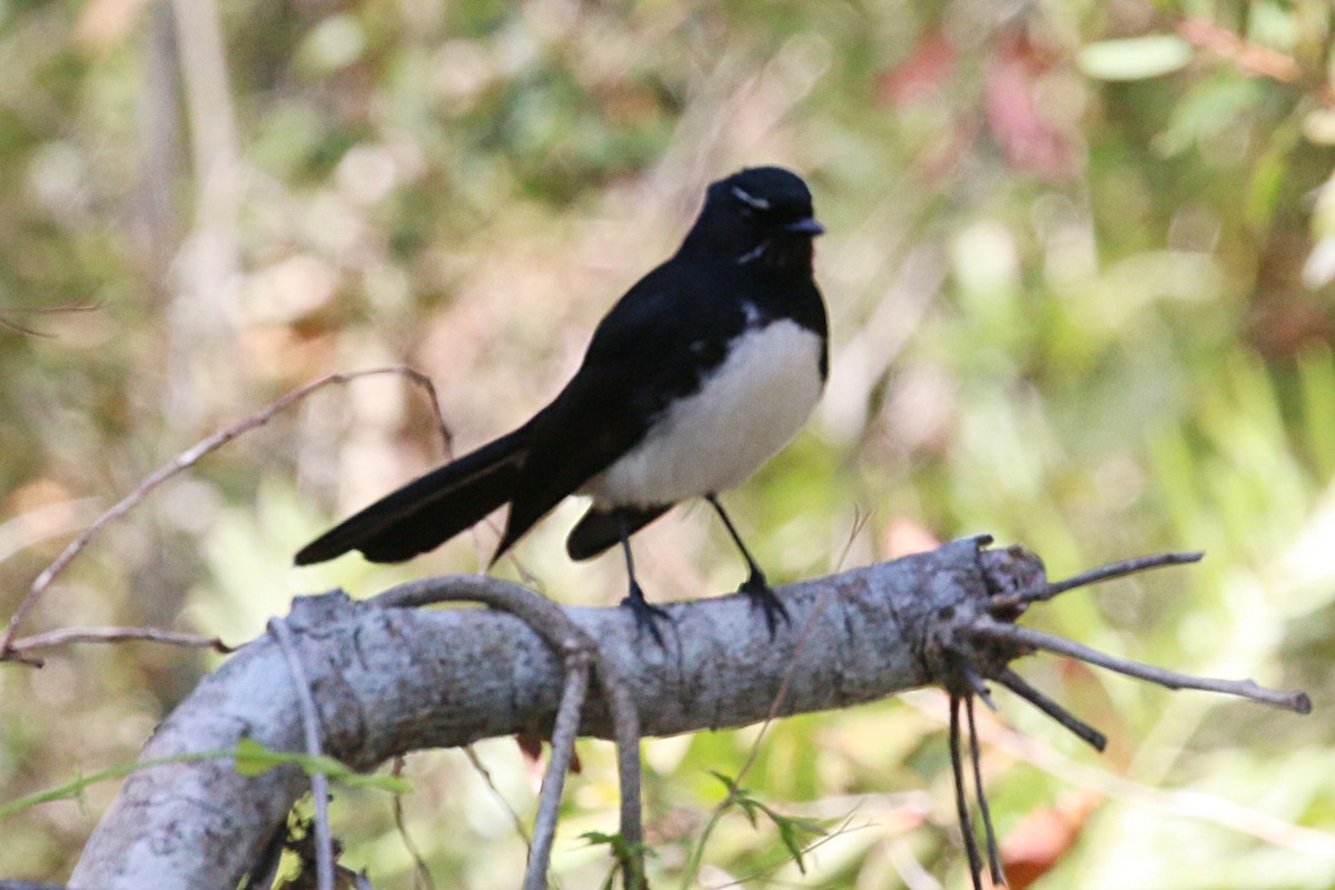 Willie-wagtail - Leith Woodall