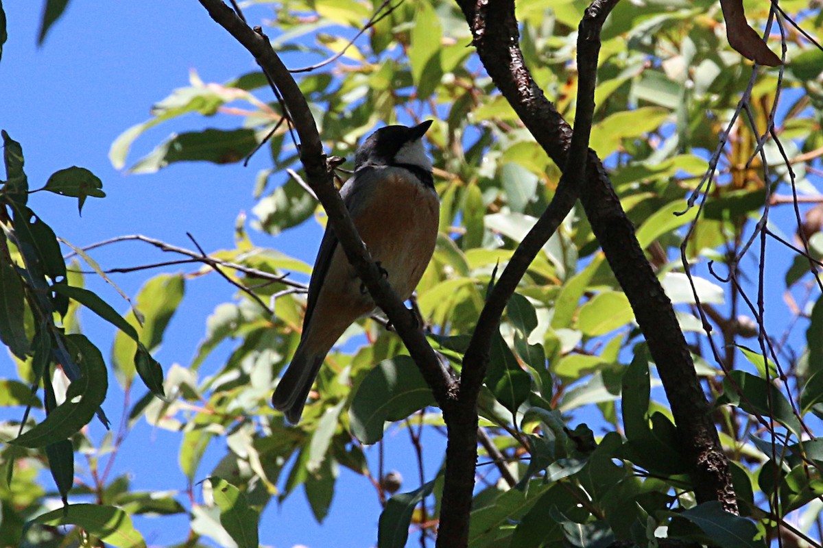 Rufous Whistler - ML110805181