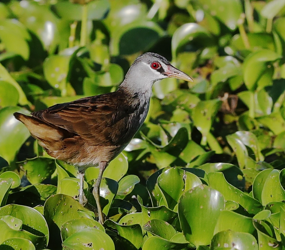White-browed Crake - ML110806281