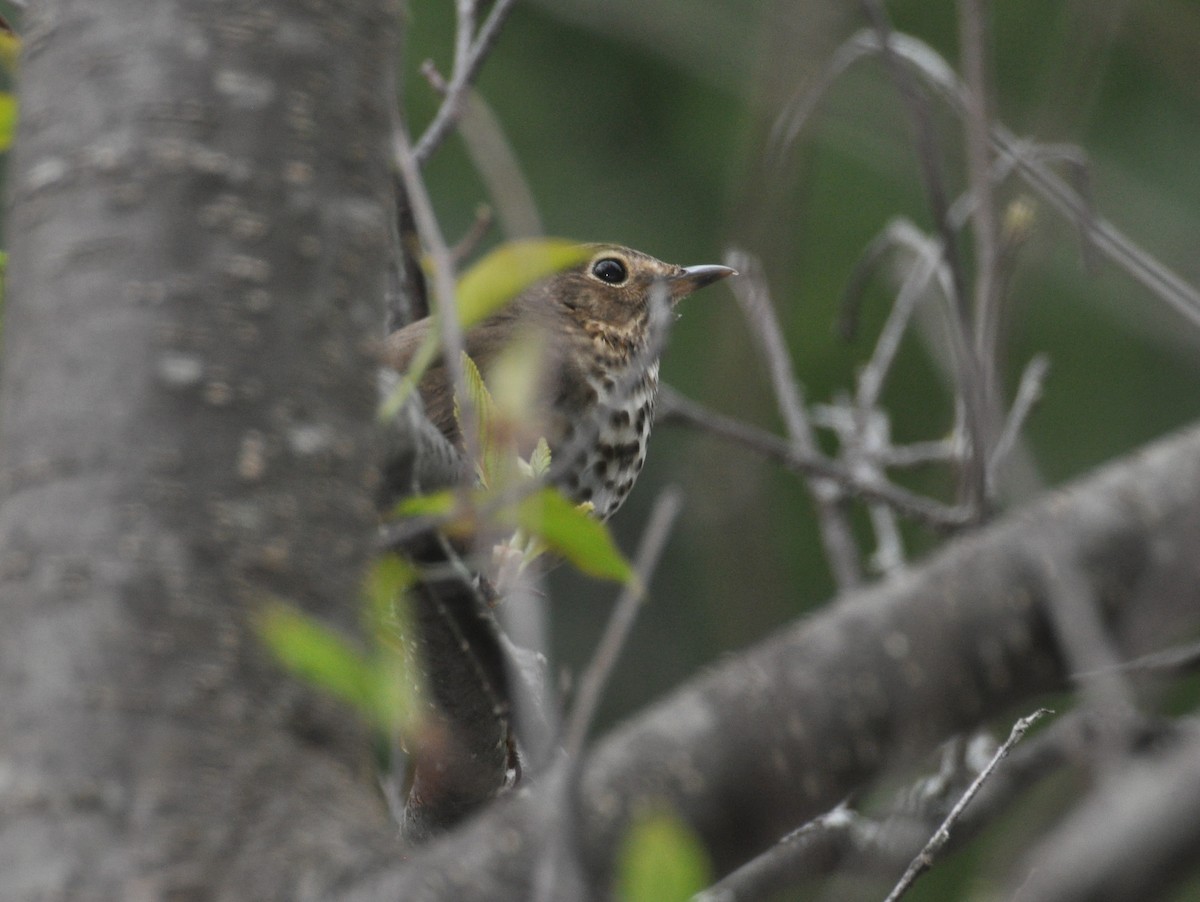 Swainson's Thrush - ML110807621