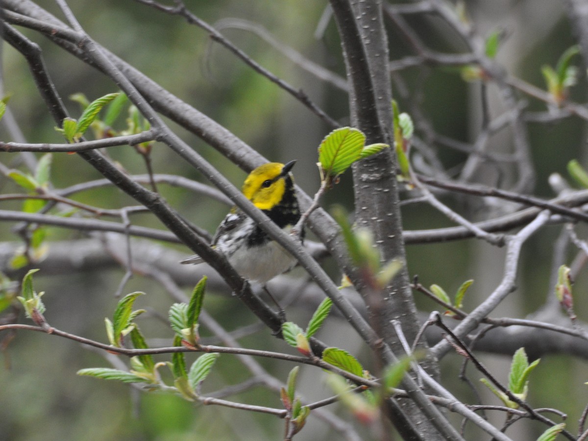 Black-throated Green Warbler - ML110807691