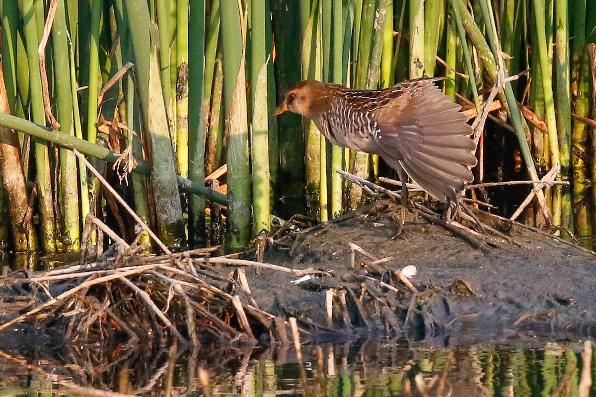 Polluela Sora - ML110807961