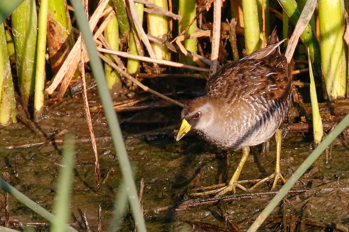 Polluela Sora - ML110808001