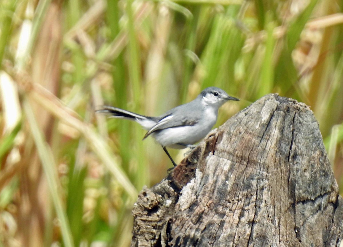 White-lored Gnatcatcher - ML110809351