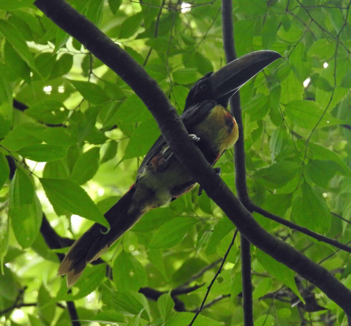 Collared Aracari - ML110809721