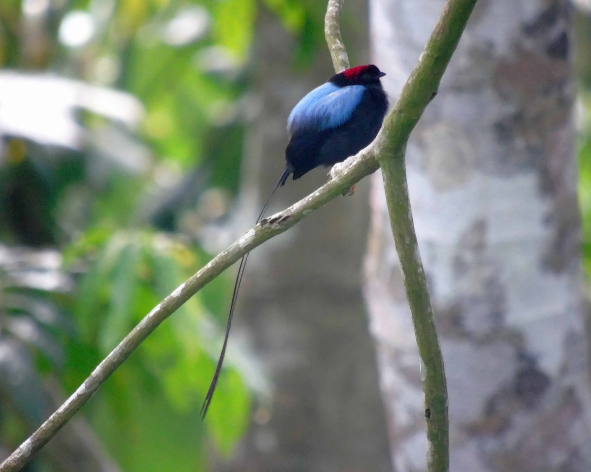 Long-tailed Manakin - ML110809881