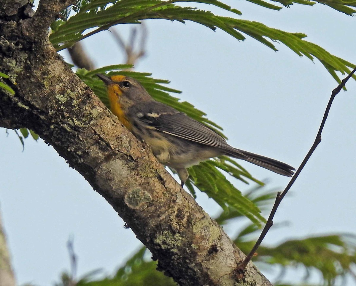 Grace's Warbler - Danilo Moreno