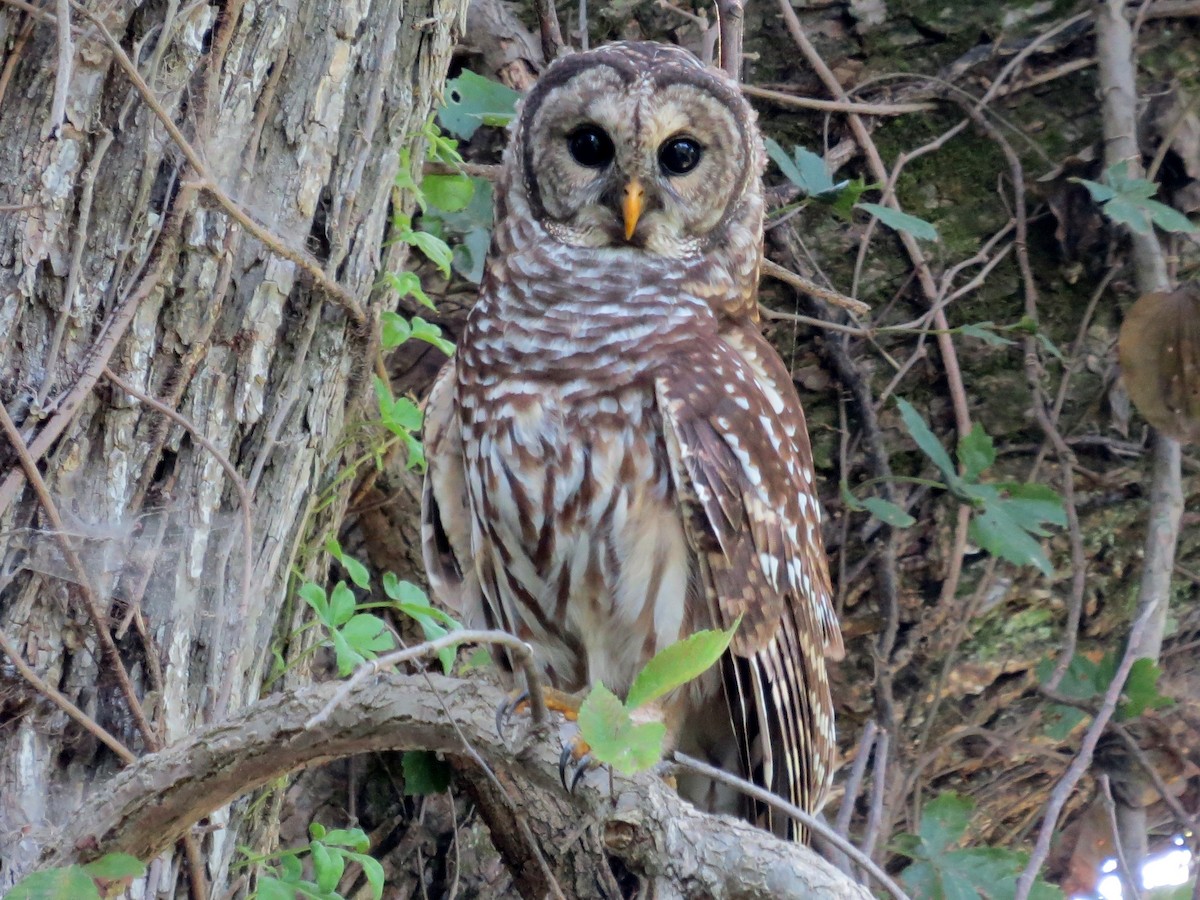 Barred Owl - ML110811541