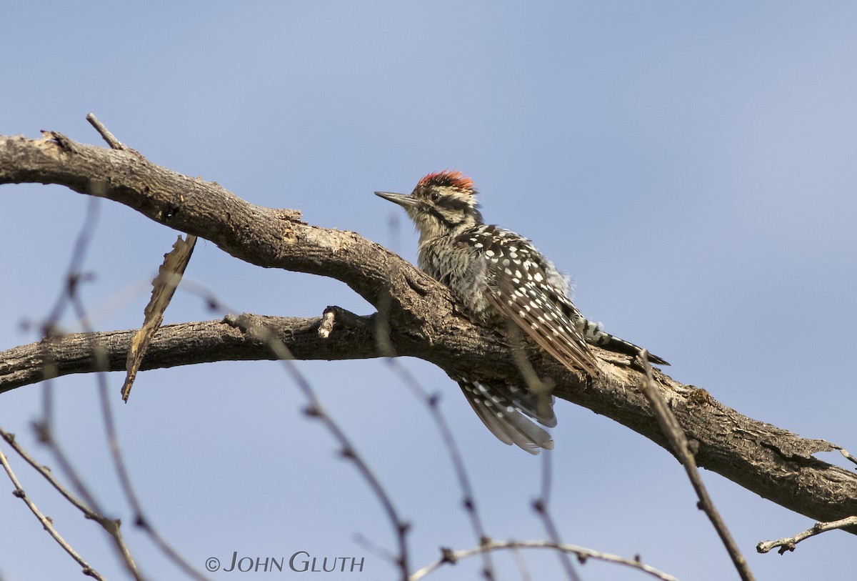 Ladder-backed Woodpecker - John Gluth