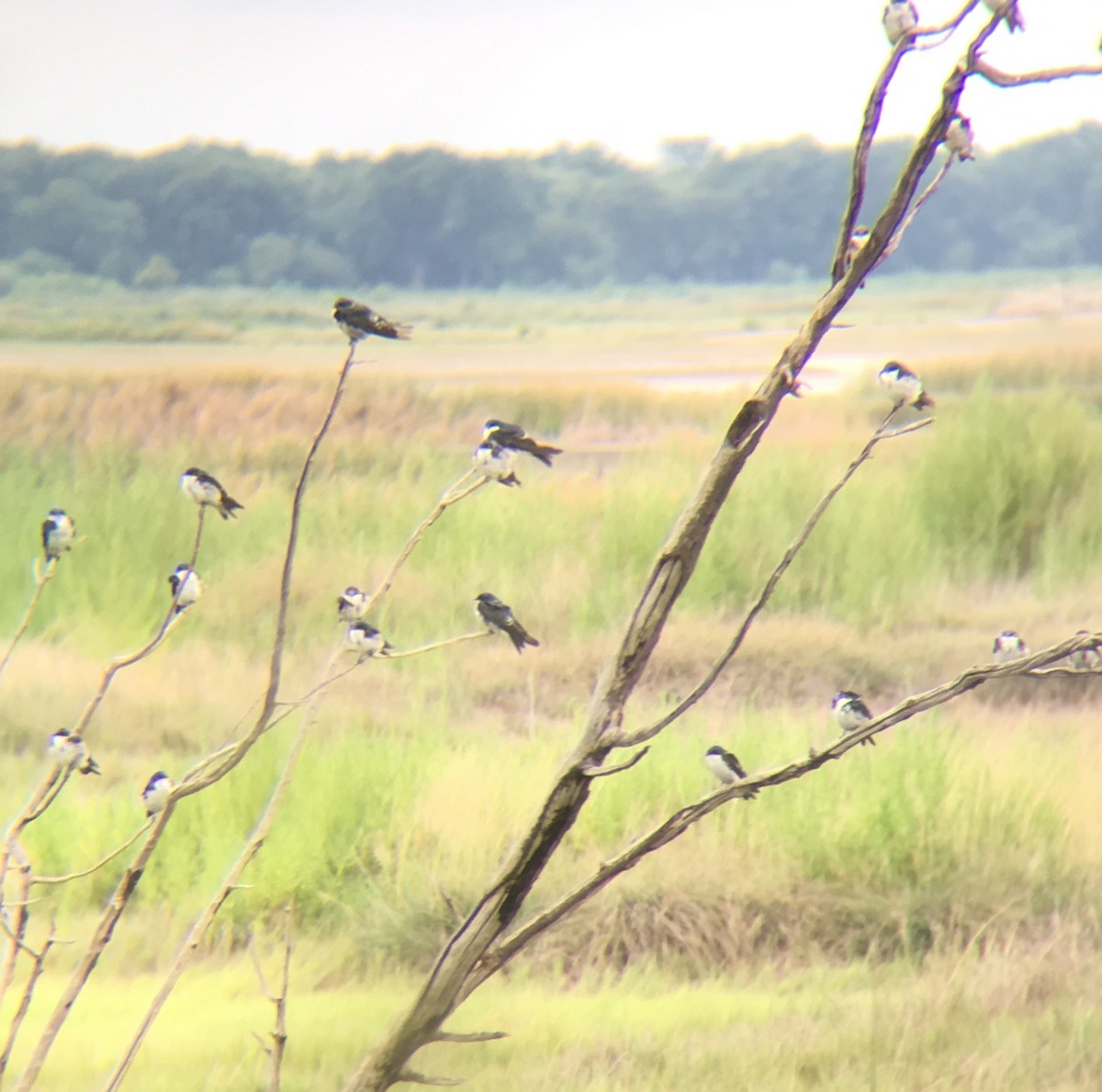 Tree Swallow - ML110812131