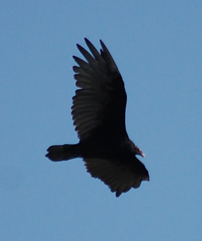 Turkey Vulture - ML110812821