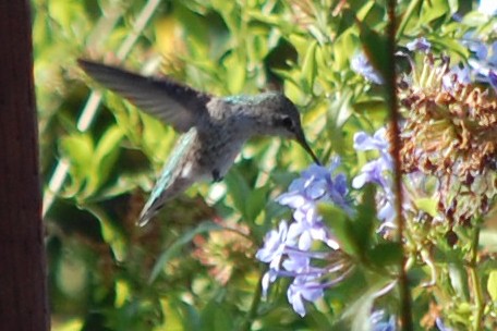 Anna's Hummingbird - ML110812931