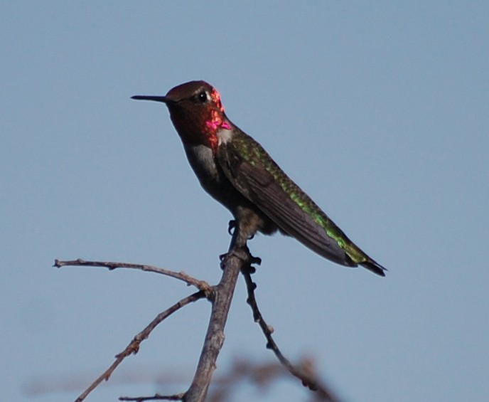Anna's Hummingbird - ML110813001