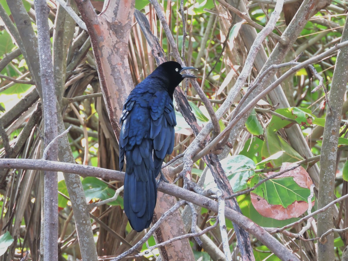 Great-tailed Grackle - ML110813031