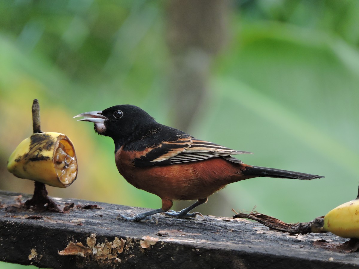 Orchard Oriole - Lee Jones