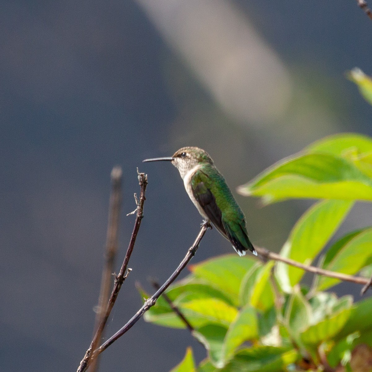 Colibrí Gorjirrubí - ML110814441