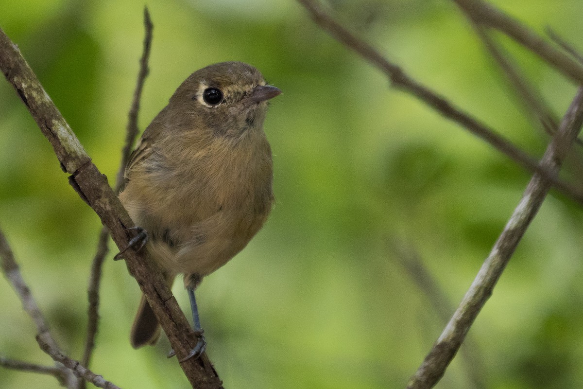 Hutton's Vireo - ML110815861