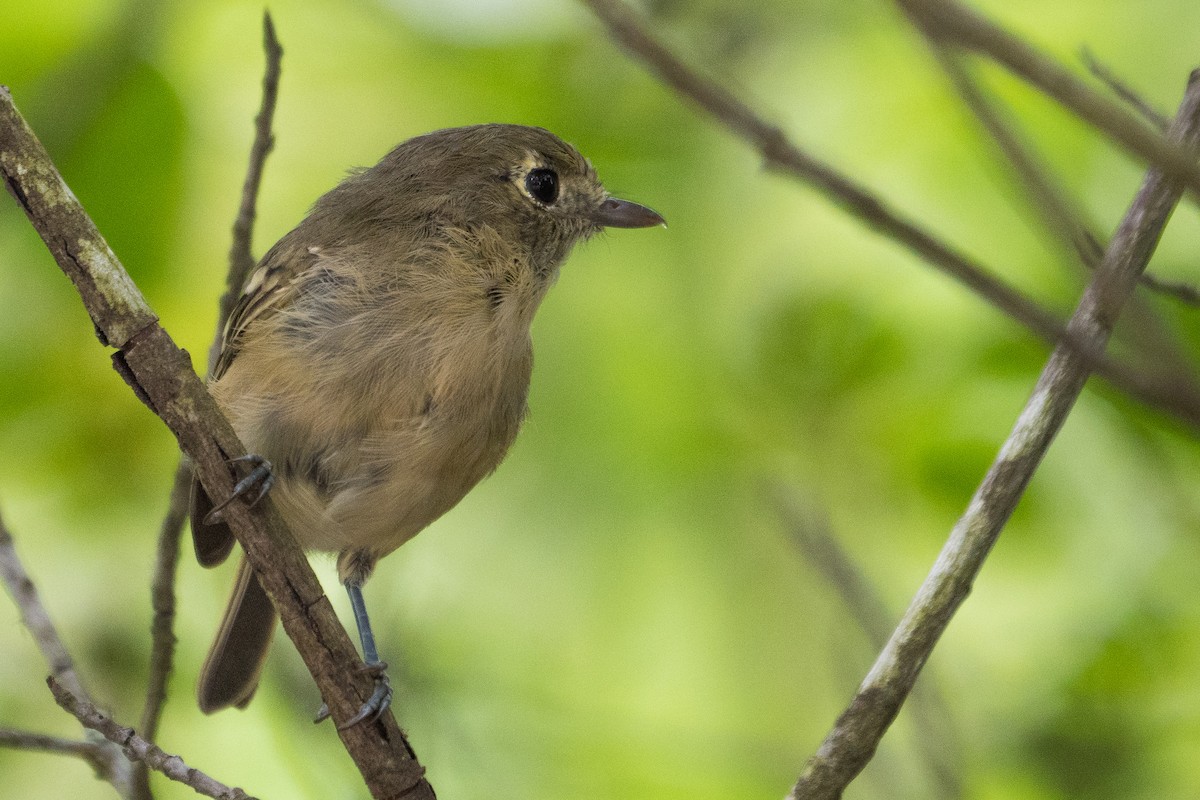 Vireo de Hutton - ML110815871