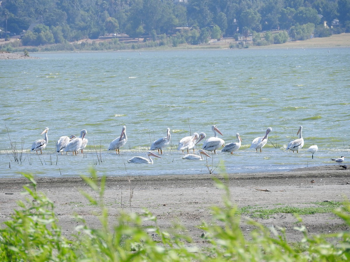 American White Pelican - ML110816651