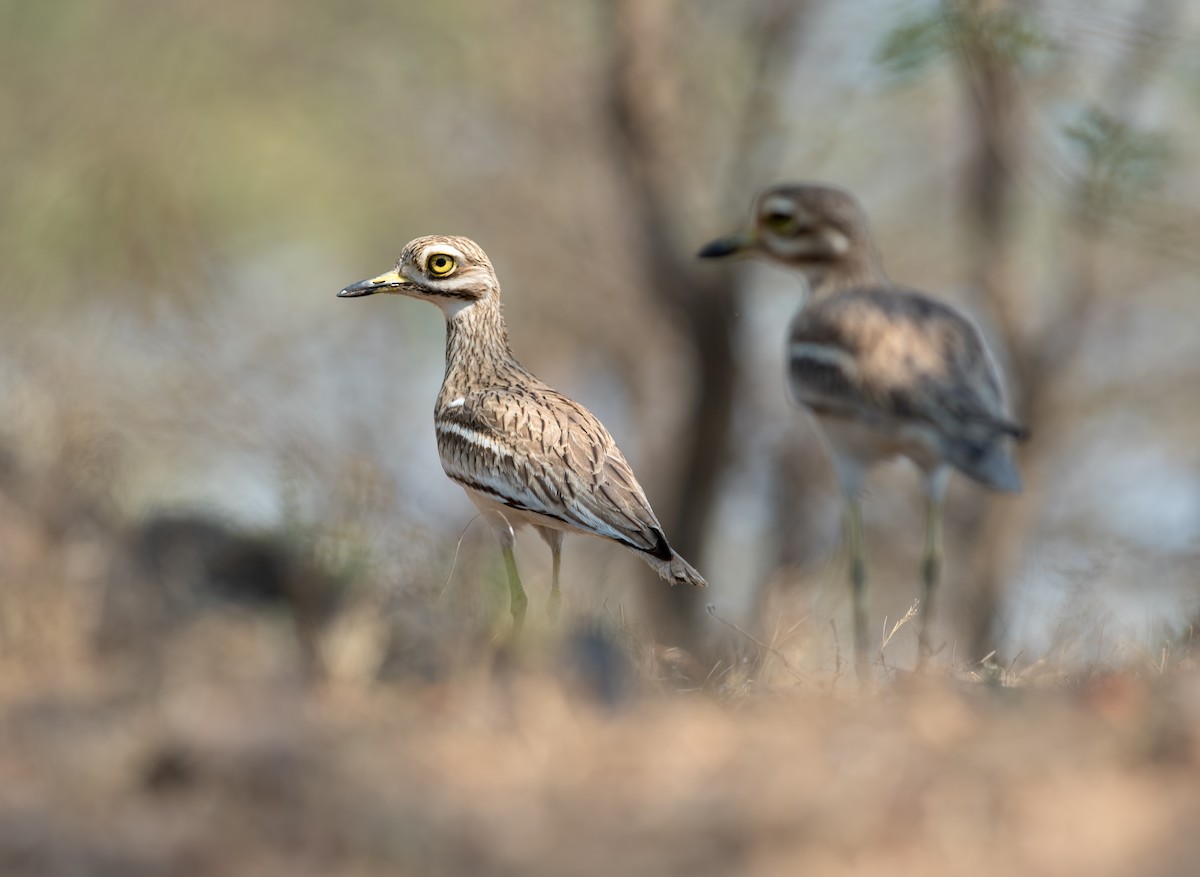 Indian Thick-knee - ML110817121