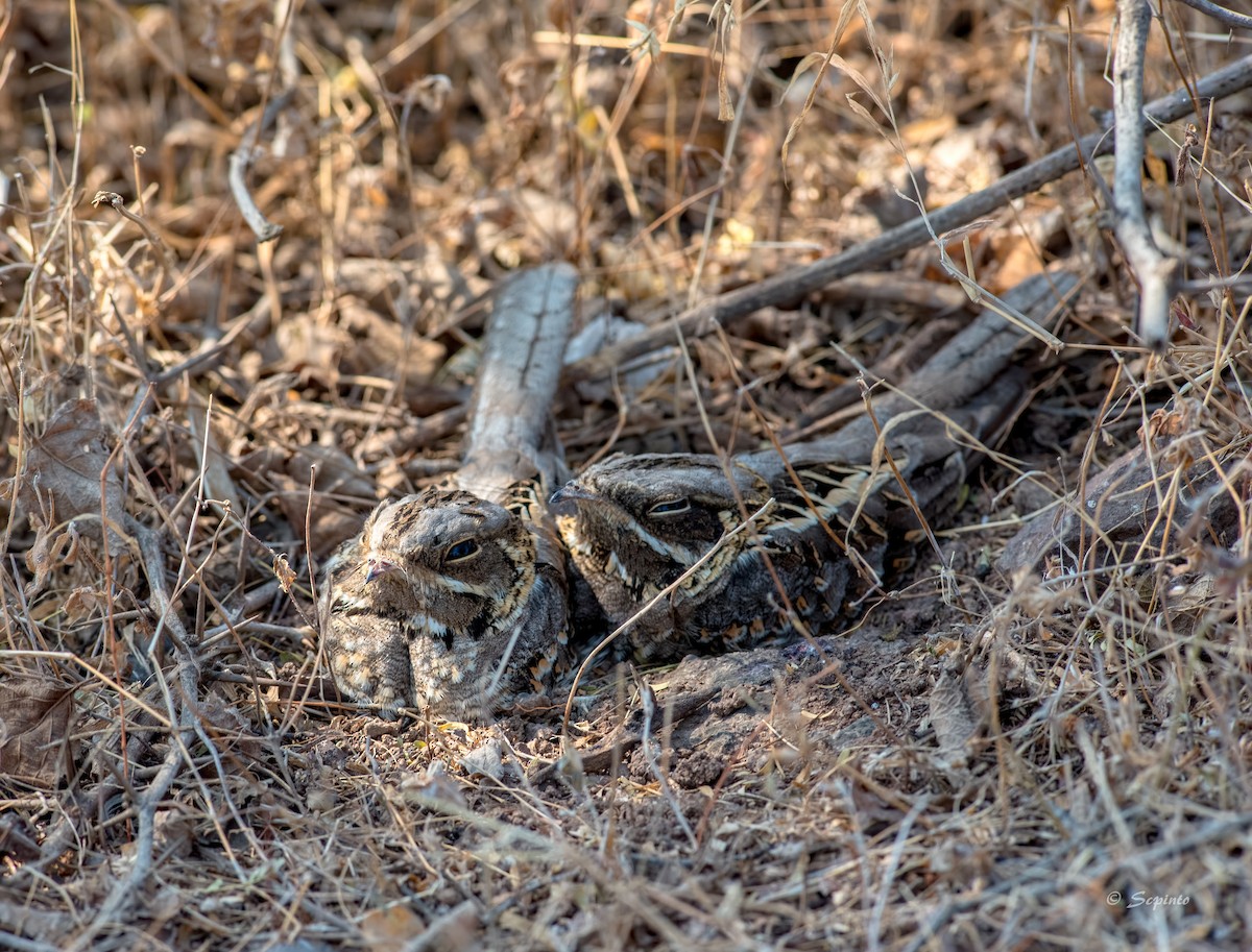 Indian Nightjar - ML110817161