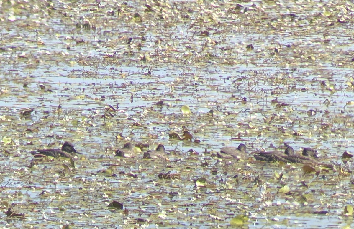 Freckled Duck - Laurie Ross | Tracks Birding & Photography Tours