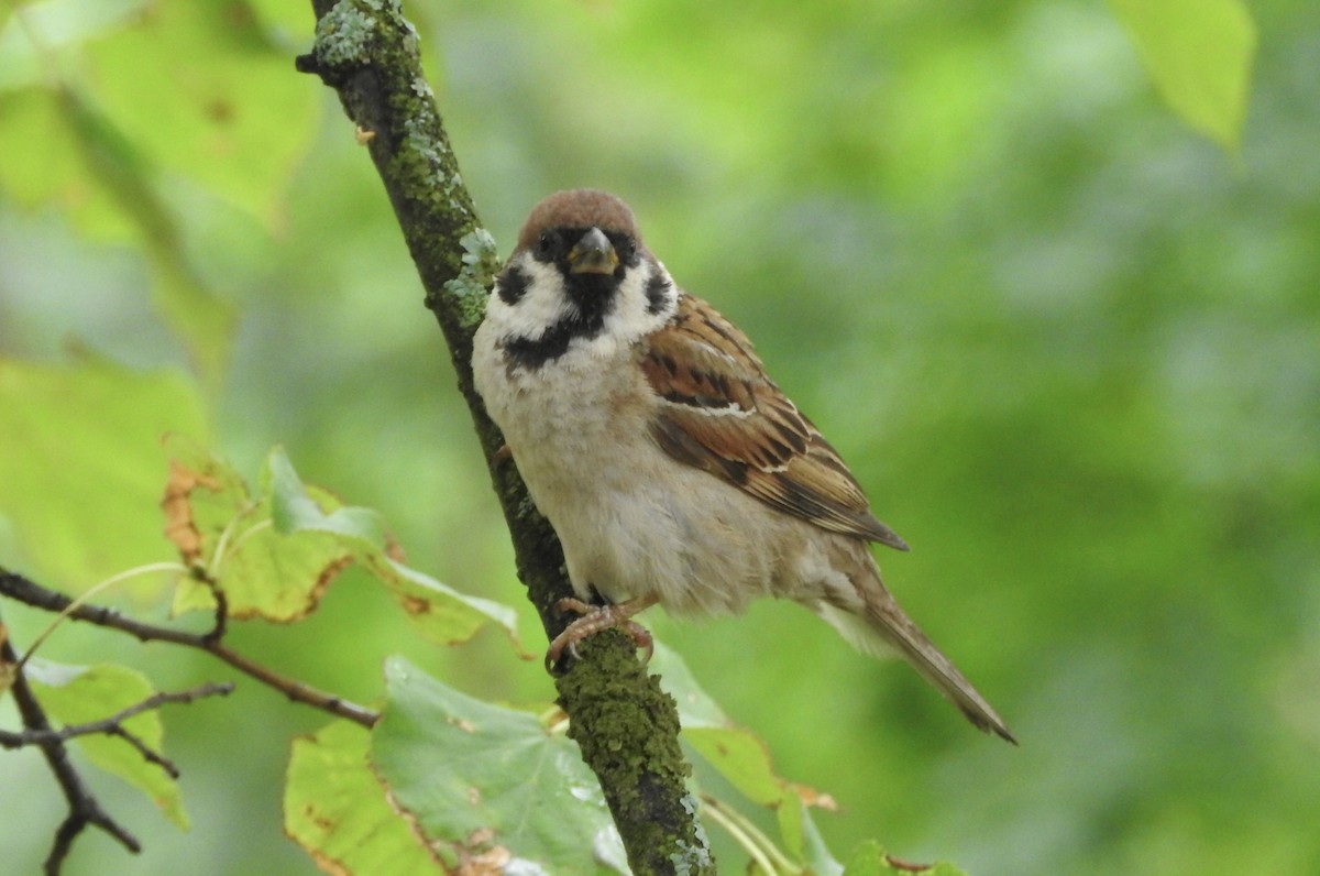 Eurasian Tree Sparrow - ML110820971