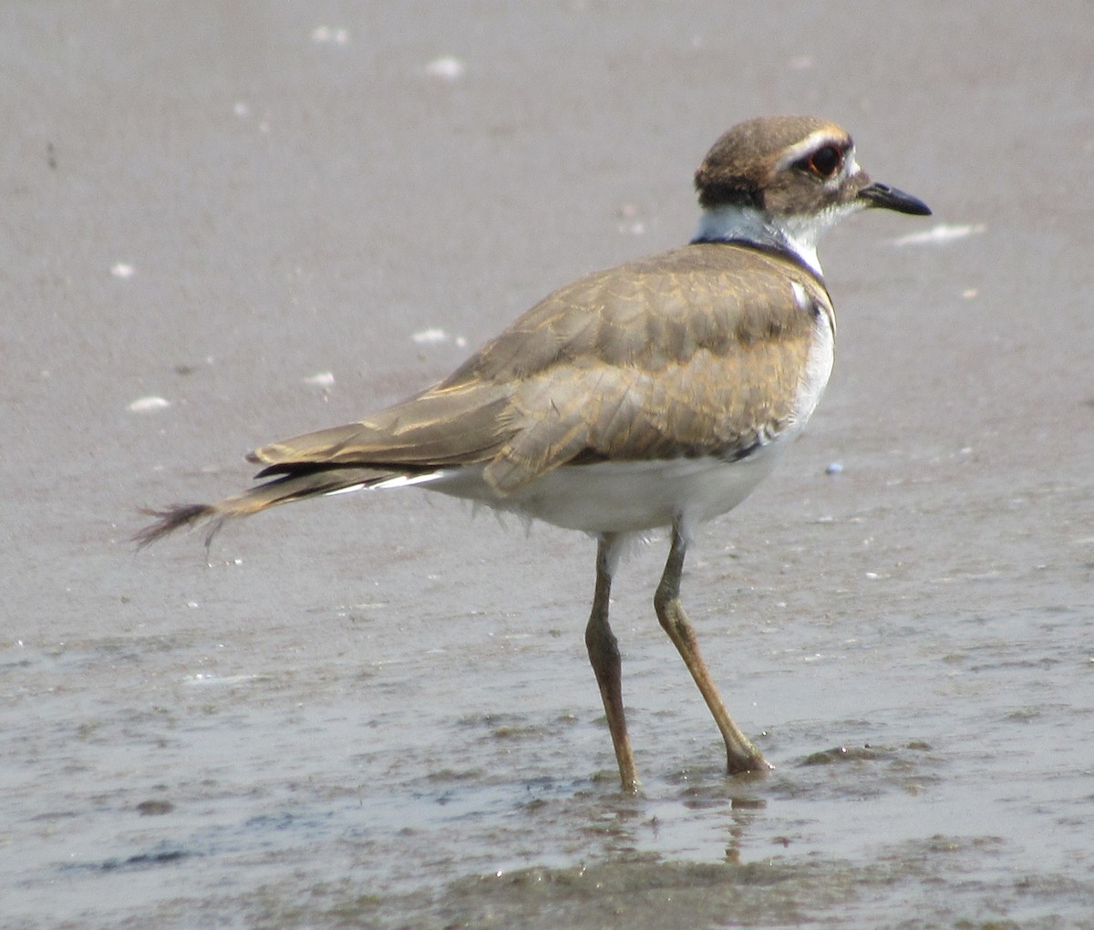Killdeer - ML110821461