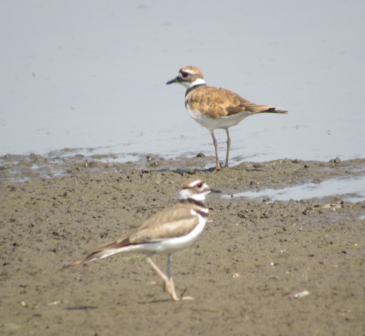Killdeer - ML110821471