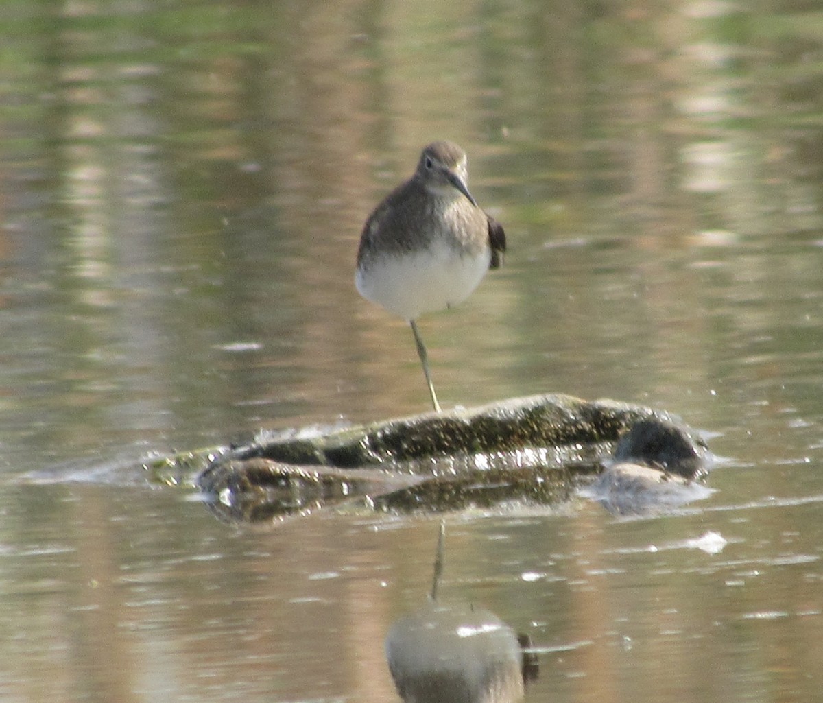 Solitary Sandpiper - ML110821631