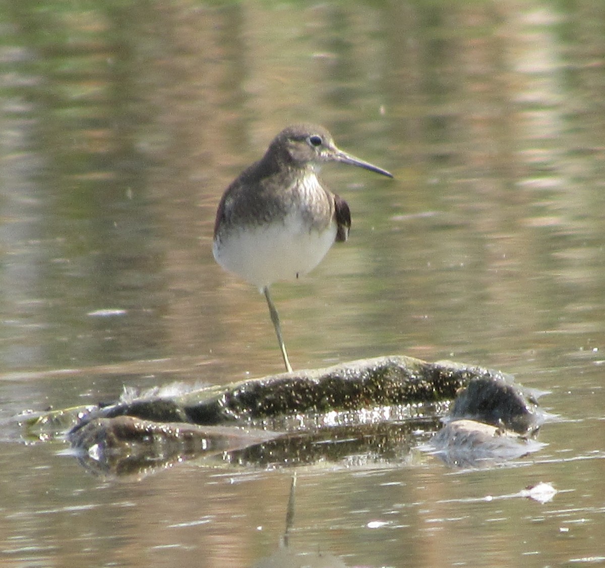 Solitary Sandpiper - ML110821651