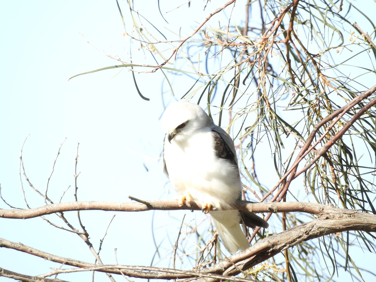 Black-shouldered Kite - Ron Steicke