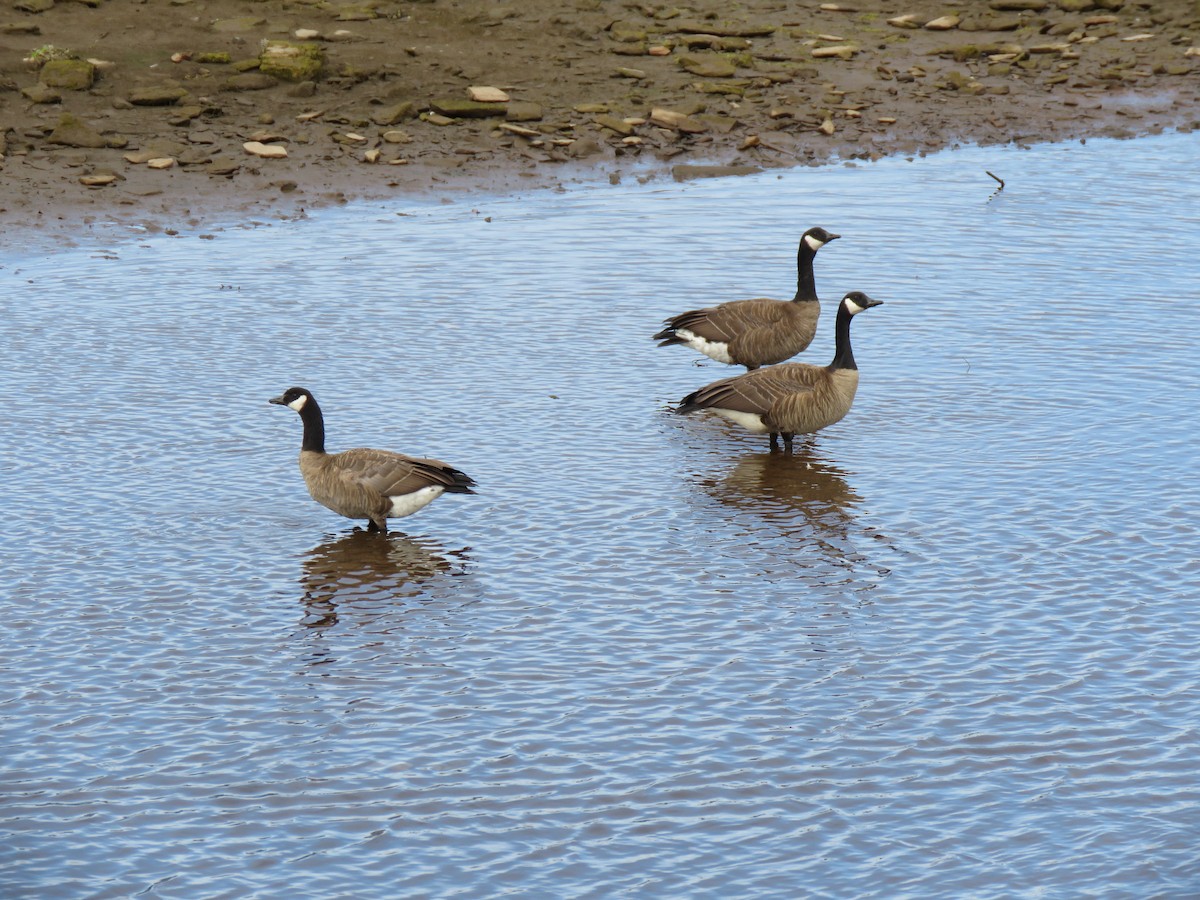 Canada Goose - ML110823671