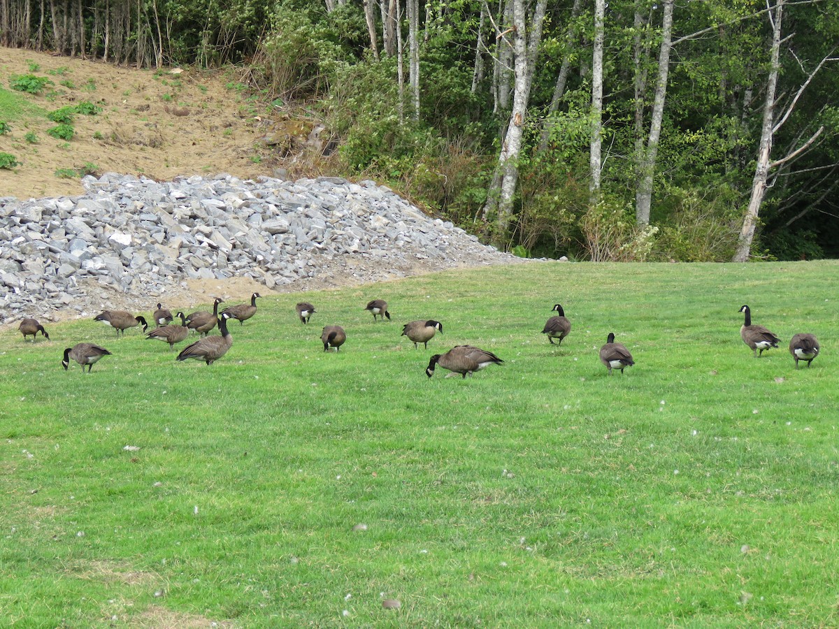 Canada Goose - ML110823701