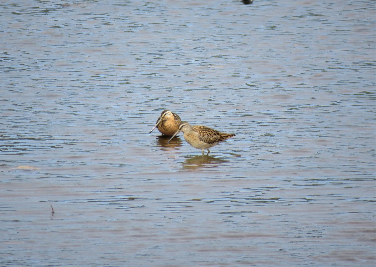 Short-billed Dowitcher - ML110823921