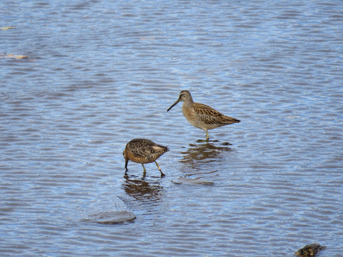 Short-billed Dowitcher - ML110823971