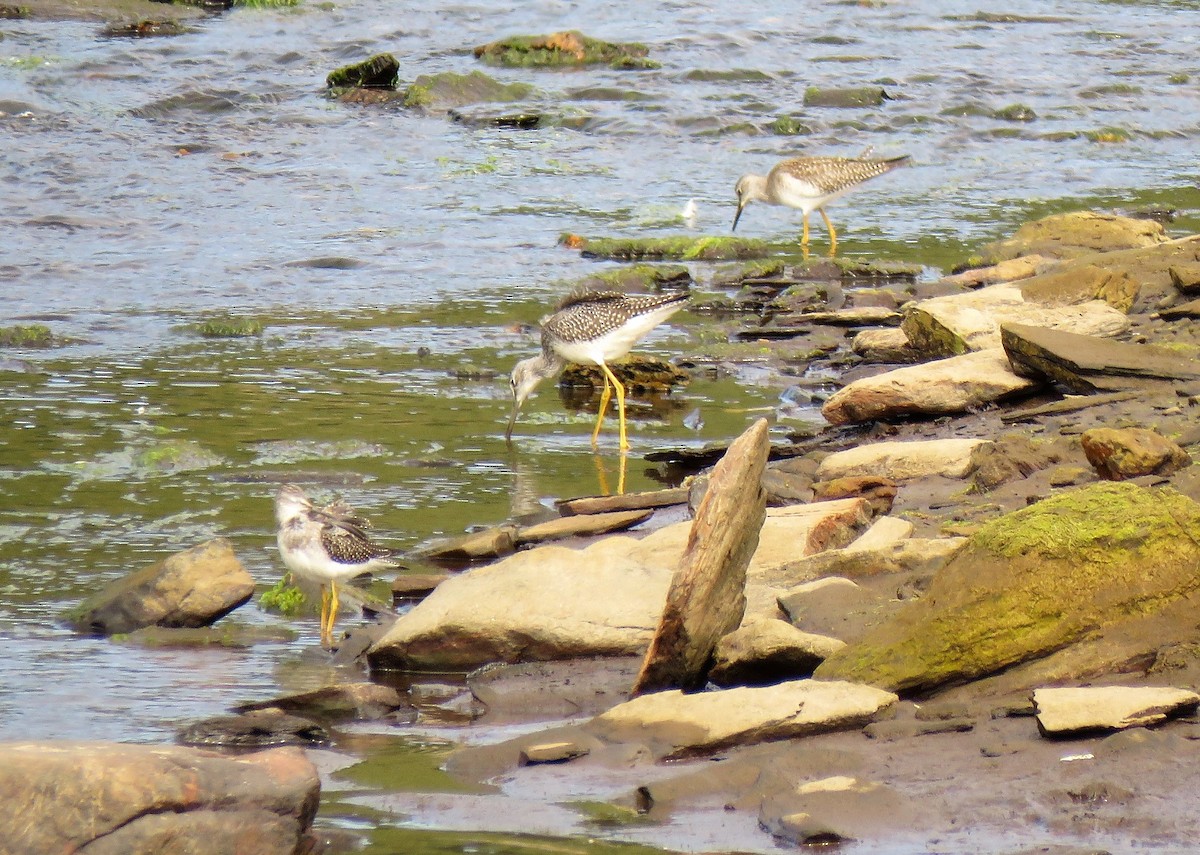 Lesser Yellowlegs - ML110824401