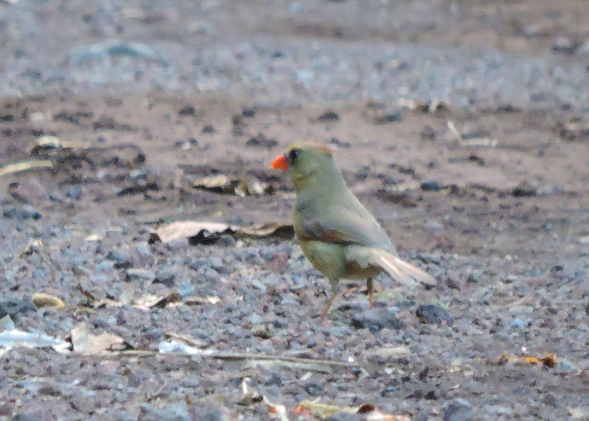 Cardinal rouge - ML110824841