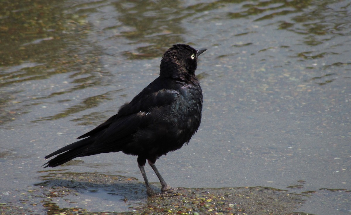 Brewer's Blackbird - ML110825341