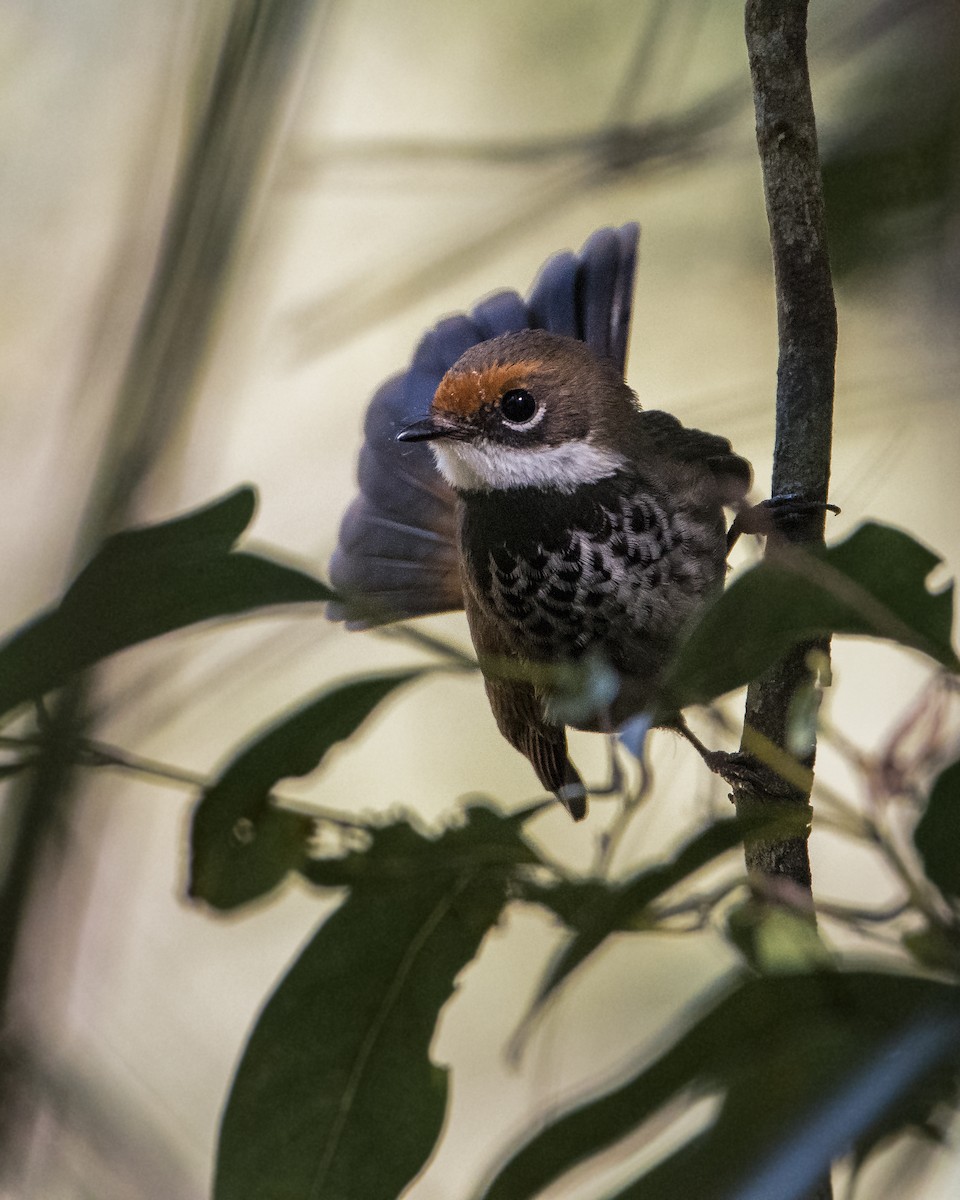 Australian Rufous Fantail - ML110826241