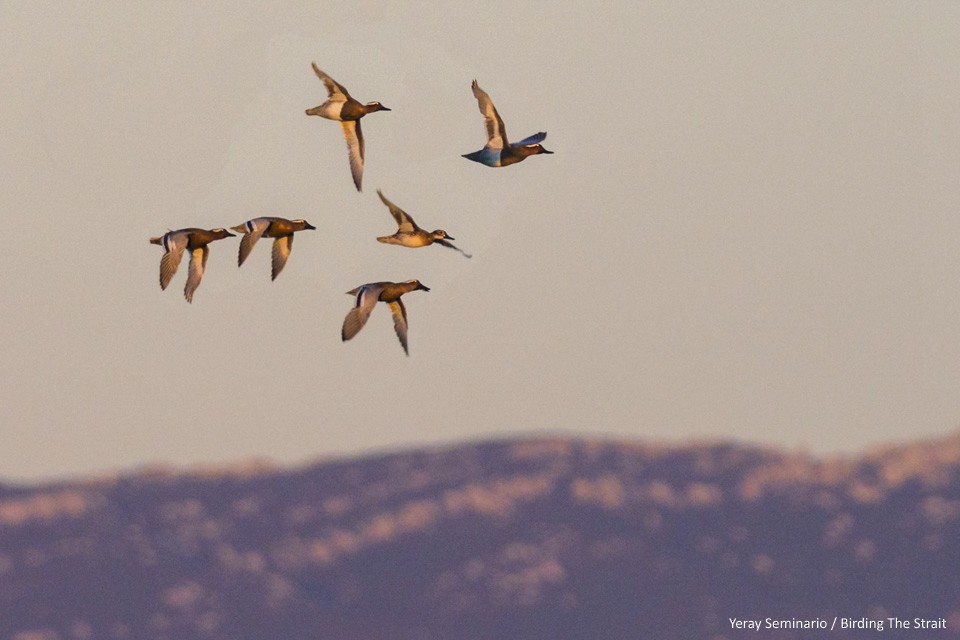 Garganey - ML110827021