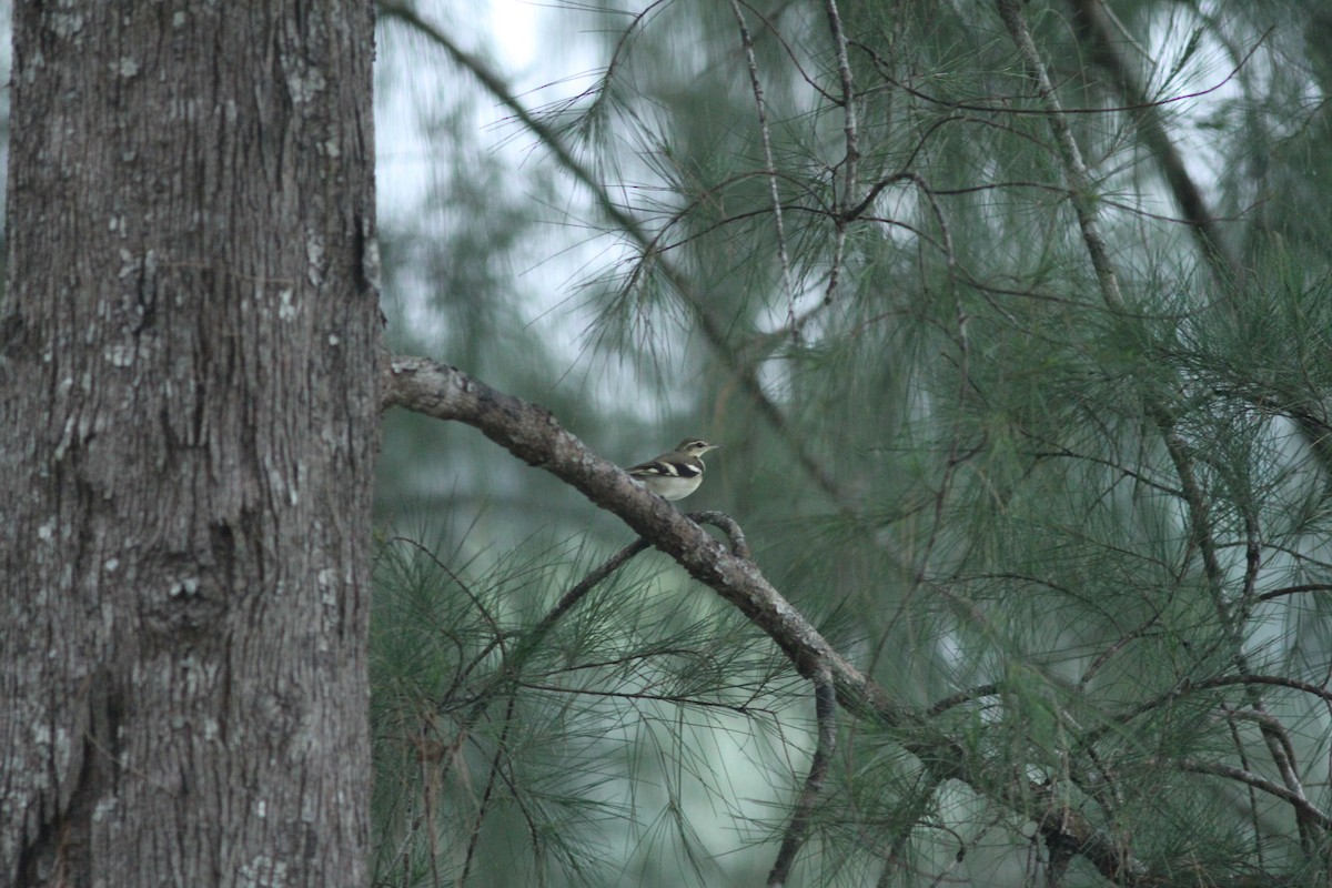 Forest Wagtail - ML110827161