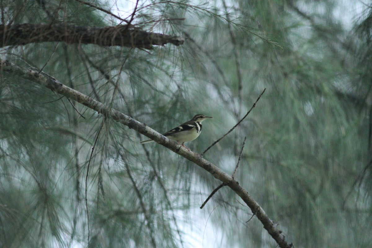 Forest Wagtail - ML110827171