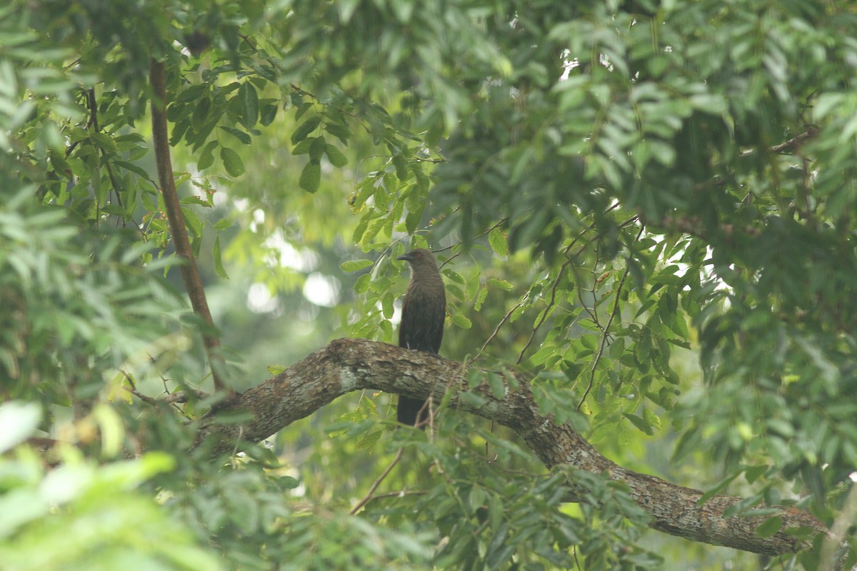 Andaman Coucal - PANKAJ GUPTA