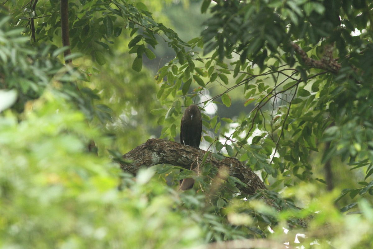 Andaman Coucal - ML110827341