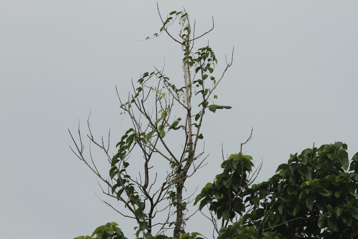Папужець малазійський - ML110827381