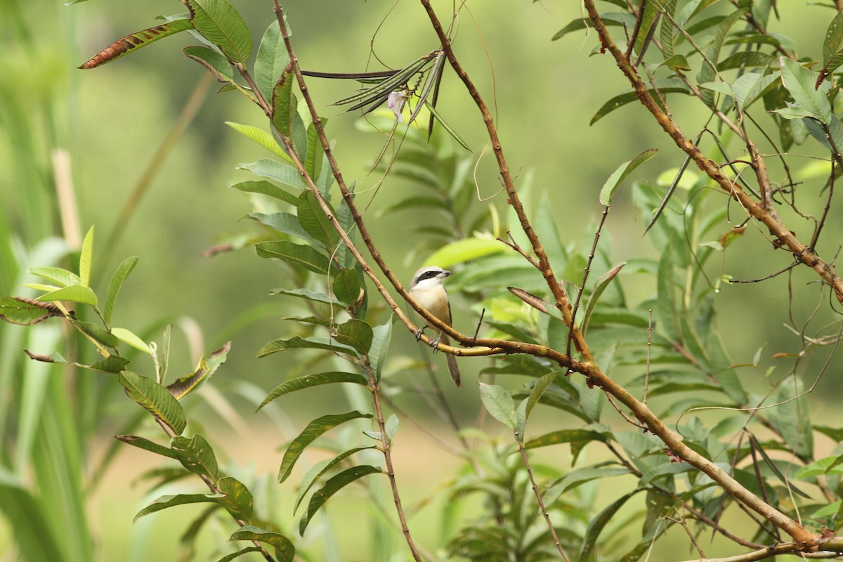 Brown Shrike (Philippine) - ML110827781