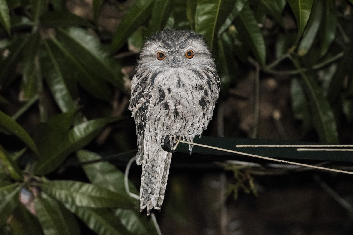 Tawny Frogmouth - Lucas Brook