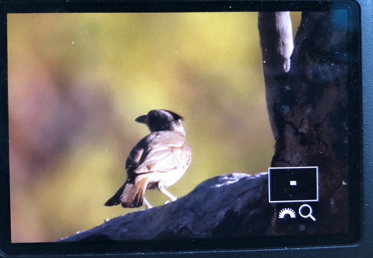 Crested Bellbird - ML110828311