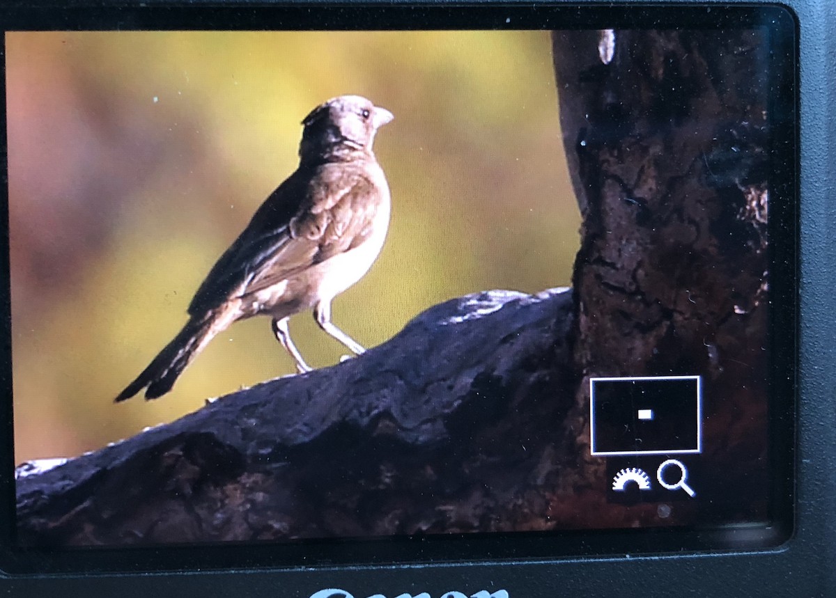 Crested Bellbird - ML110828321